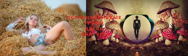 apvp Алзамай