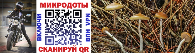 omg   Сасово  Галлюциногенные грибы Cubensis 